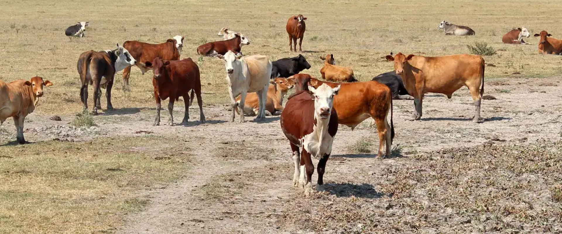 La sequía reduce la cantidad de los kilos en la res Agroeducación